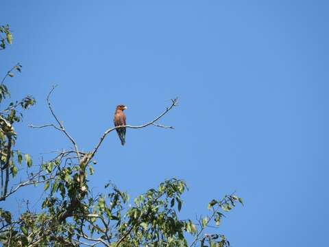 Image of Broad-billed Roller