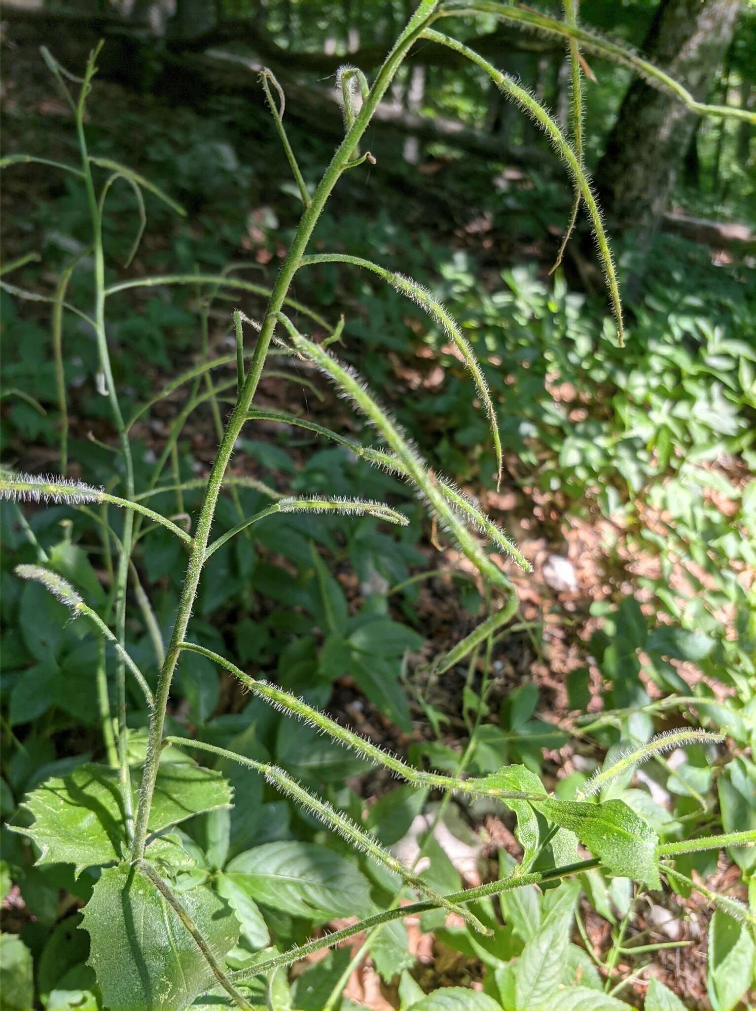 Слика од Hesperis steveniana DC.