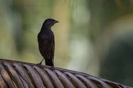 Image of Molothrus bonariensis bonariensis (Gmelin & JF 1789)