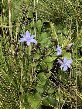 Image of Aristea angolensis Baker