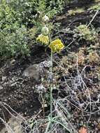 Image of Ojai fritillary