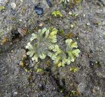 Image of Riccia huebeneriana subsp. sullivantii (Austin) R. M. Schust.