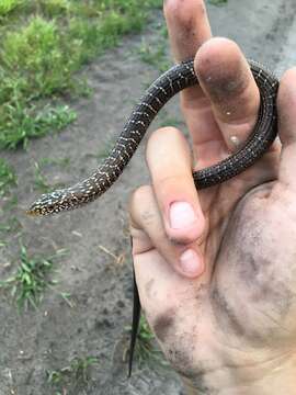 Ophisaurus attenuatus longicaudus Mcconkey 1952 resmi