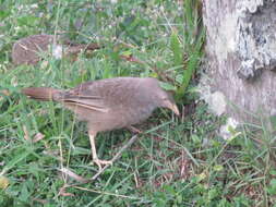 Image of Argya affinis taprobanus (Ripley 1958)