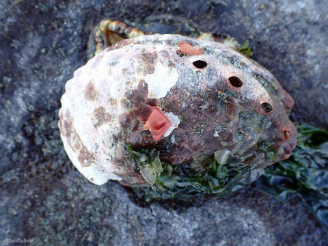 Image of Northern Abalone