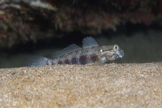 Image of Goldspot Goby