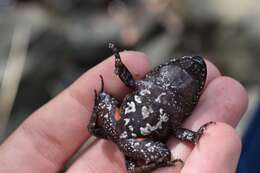 Image of Tusked Frog