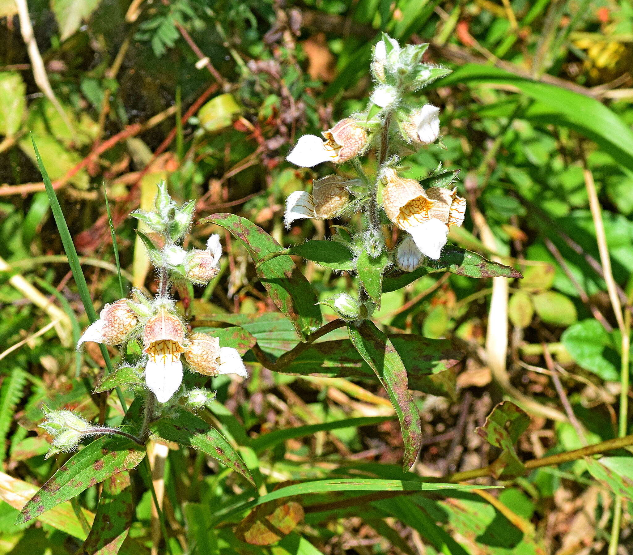 Image of Grecian foxglove