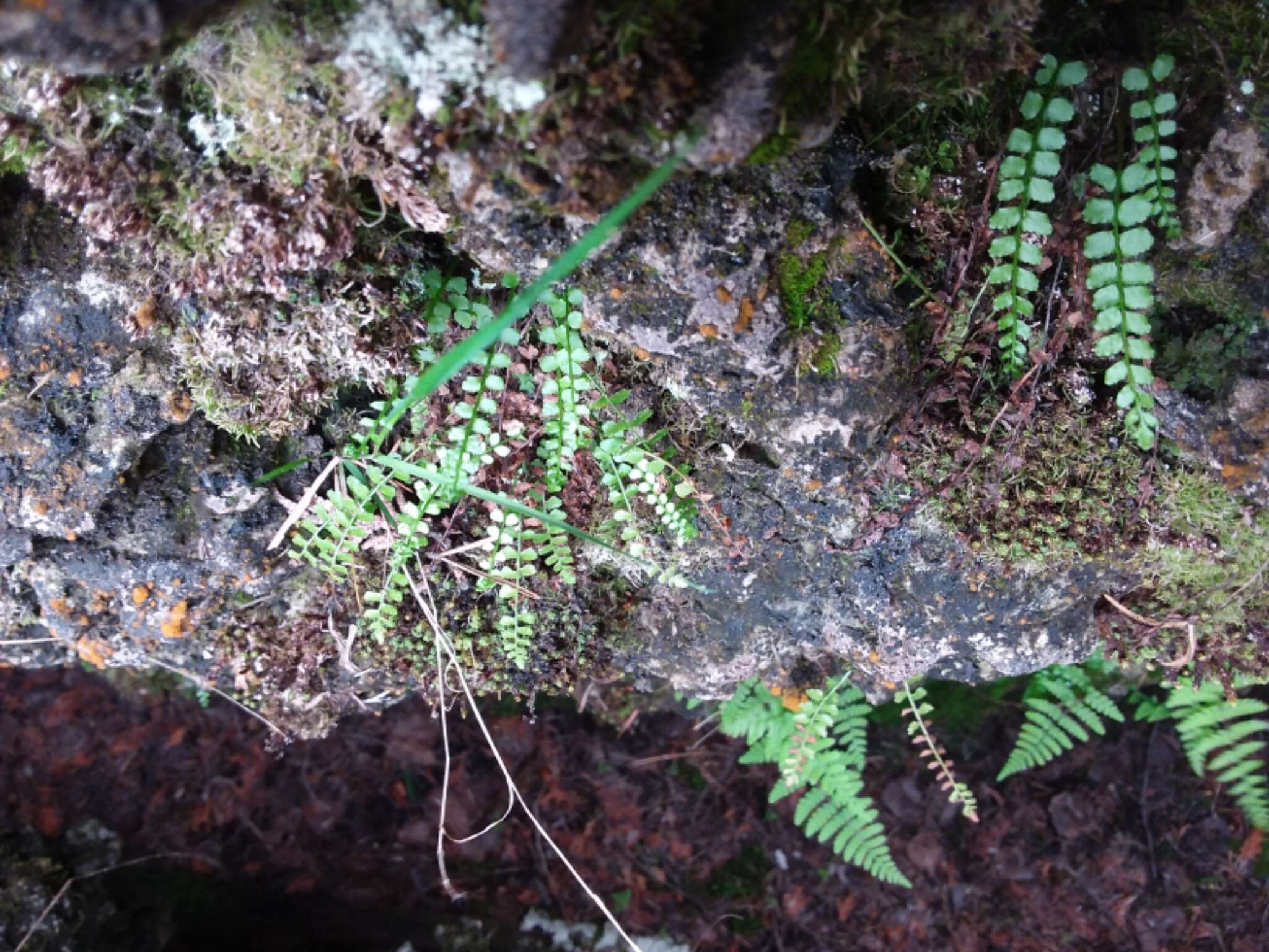 Image of Green Spleenwort