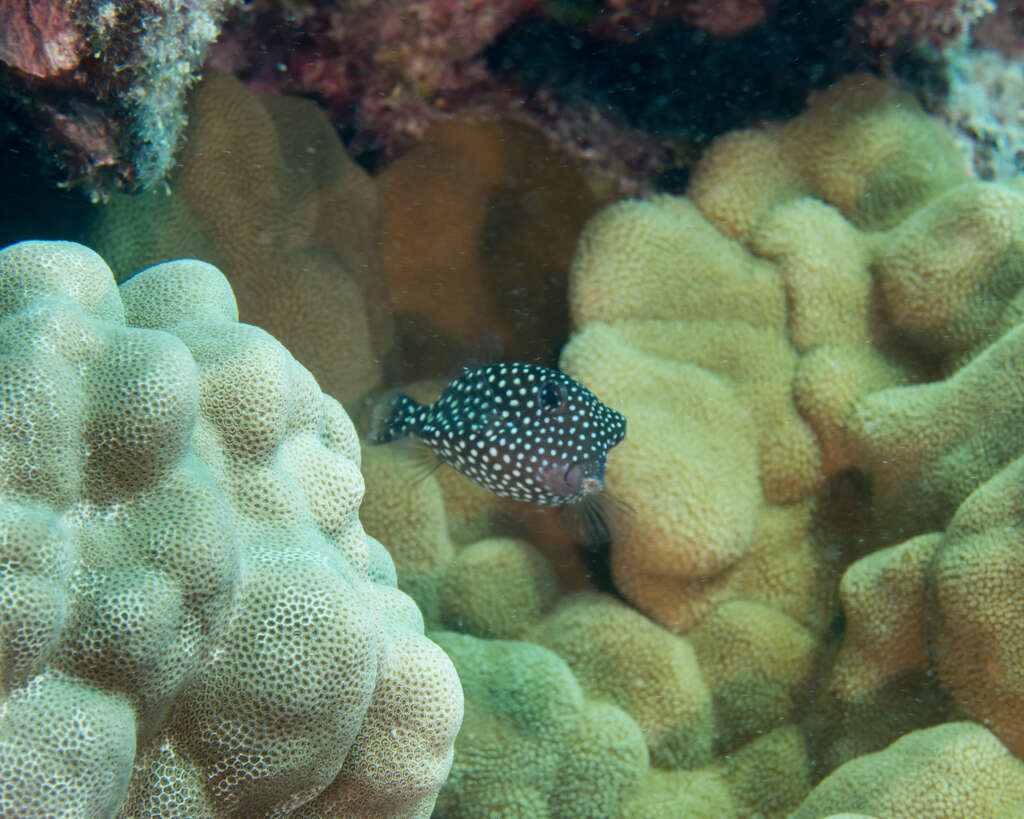 Image of Spotted boxfish