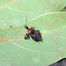 Plancia ëd Apiomerus colombianus Lima, Seabra & Hathaway 1951