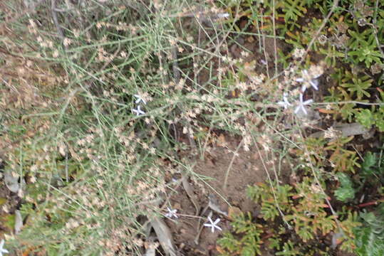 صورة Wahlenbergia loddigesii (A. DC.) I. M. Turner