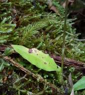 Image of Cynorkis squamosa (Poir.) Lindl.