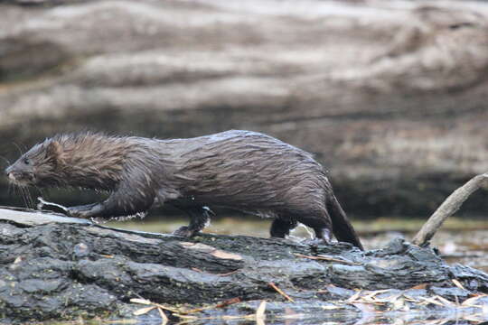 Image of European Mink