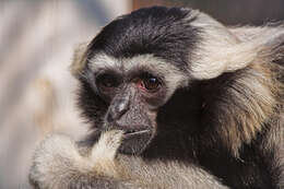 Image of gibbons