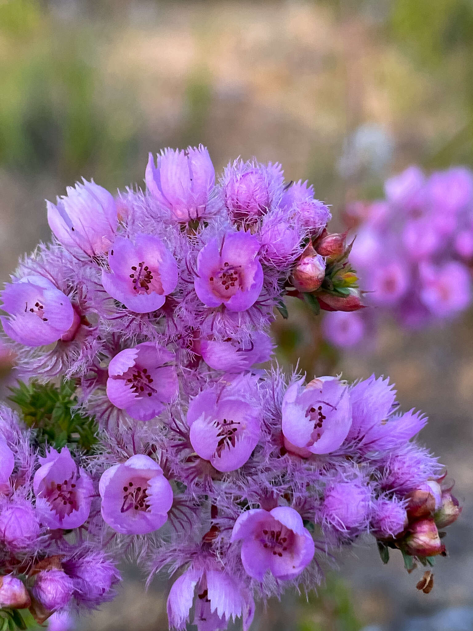 Image of Verticordia pennigera Endl.