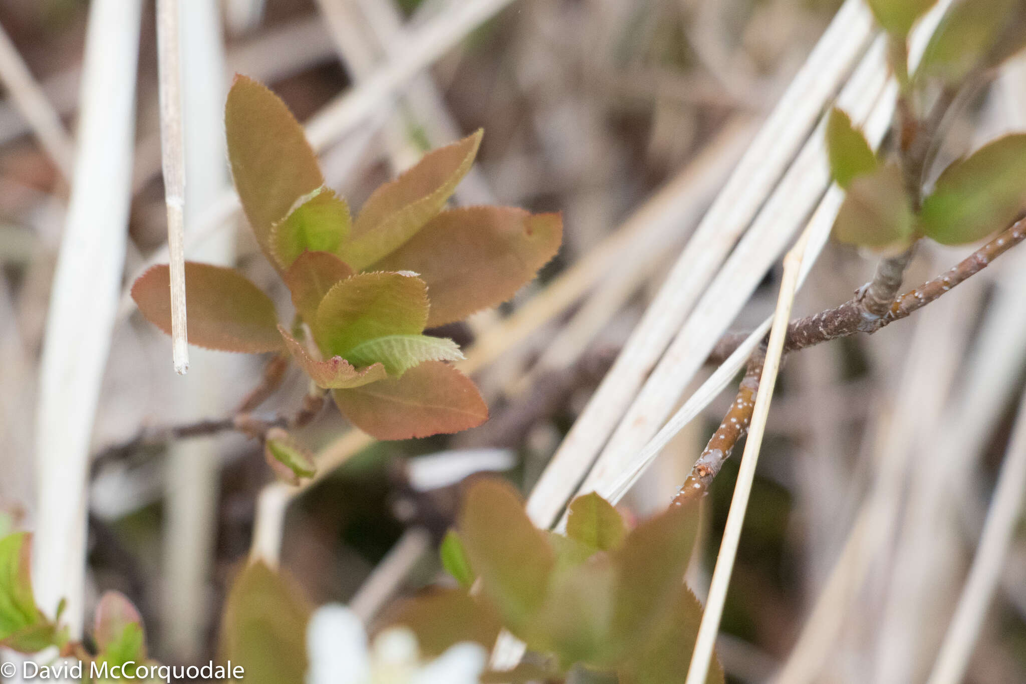 Image de Amelanchier bartramiana (Tausch) M. Roemer