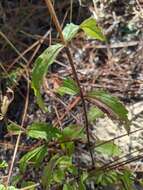 Imagem de Eupatorium petaloideum Britt.