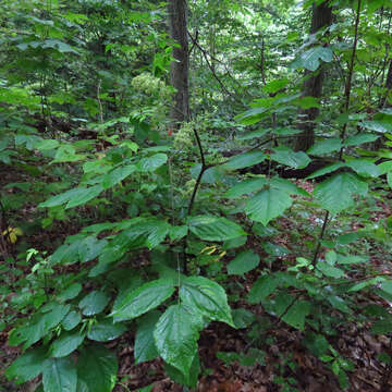 Image of American spikenard