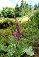 Image of leadplant