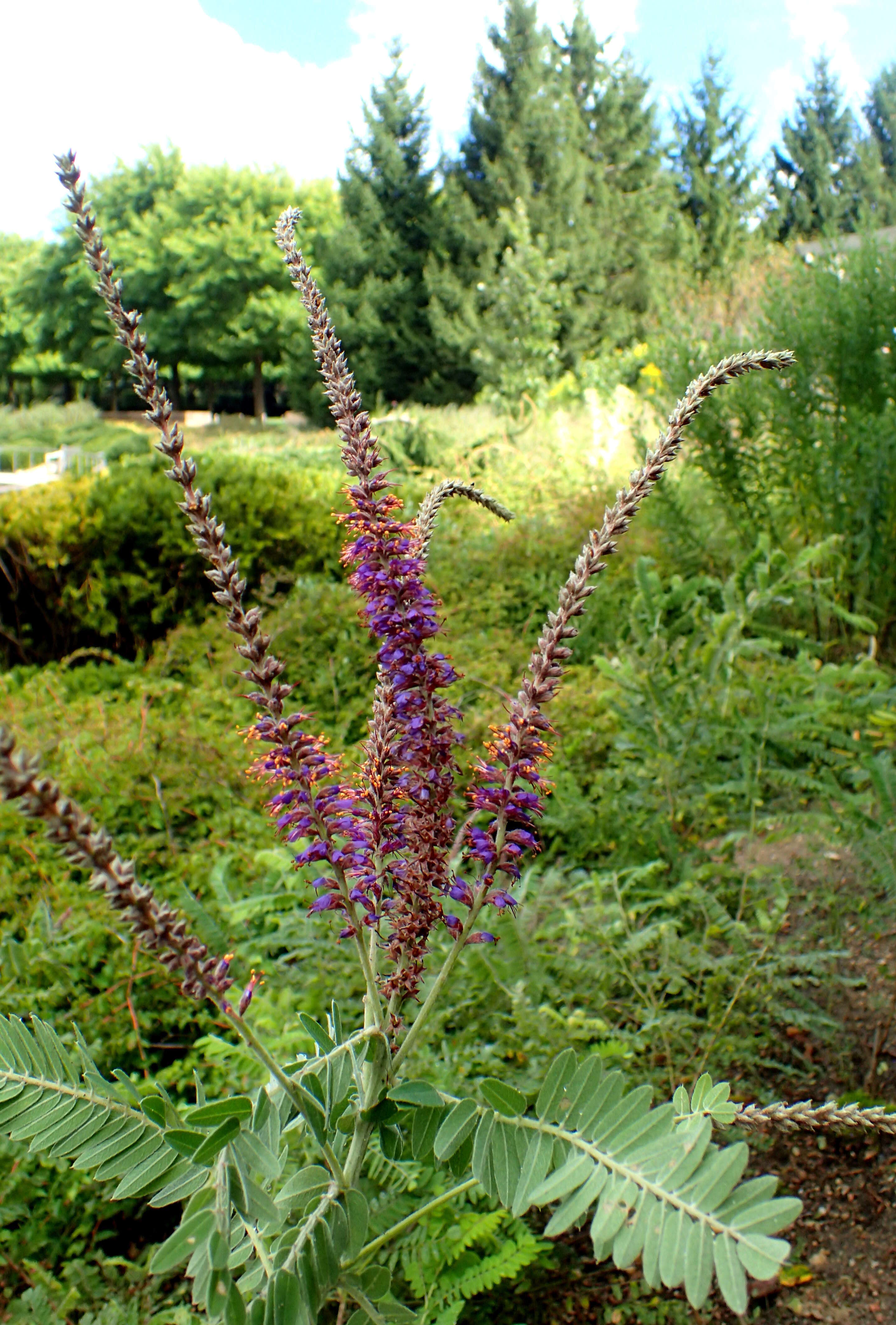 Image of leadplant