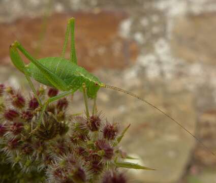 Image of speckled bush-cricket