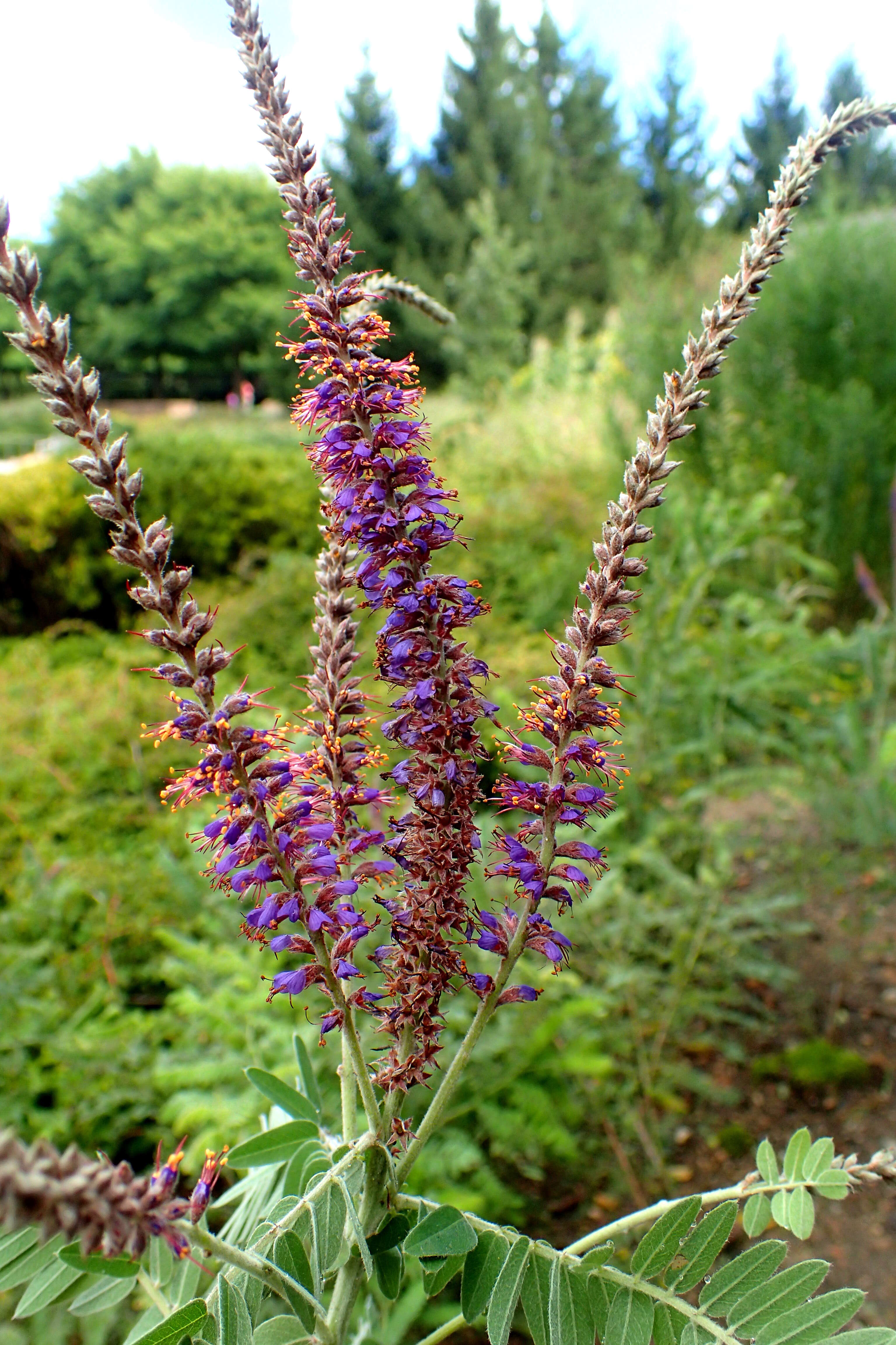 Image of leadplant