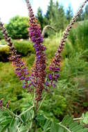 Image of leadplant