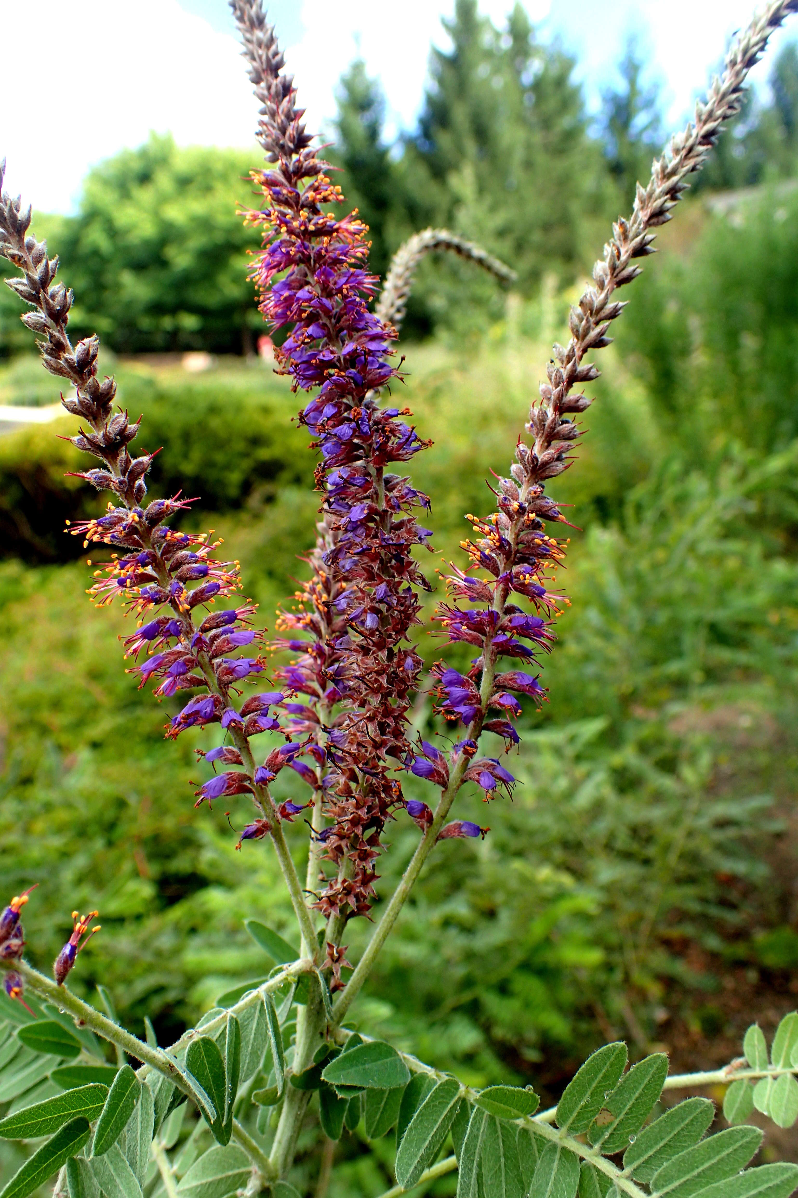 Image of leadplant