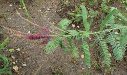 Image of leadplant