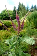 Image of leadplant