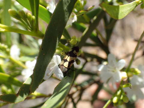 Image de Castiarina chinnocki (Barker 1983)