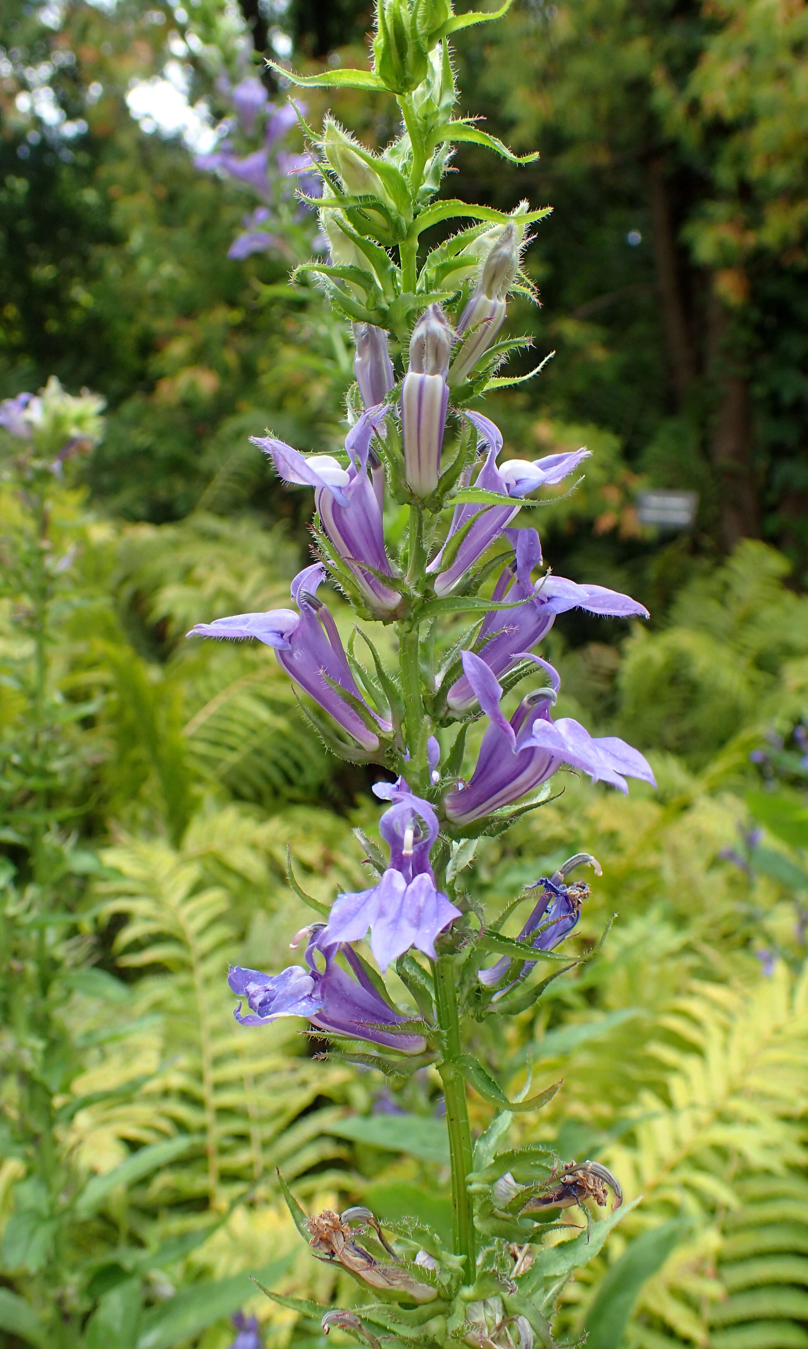 Слика од Lobelia siphilitica L.