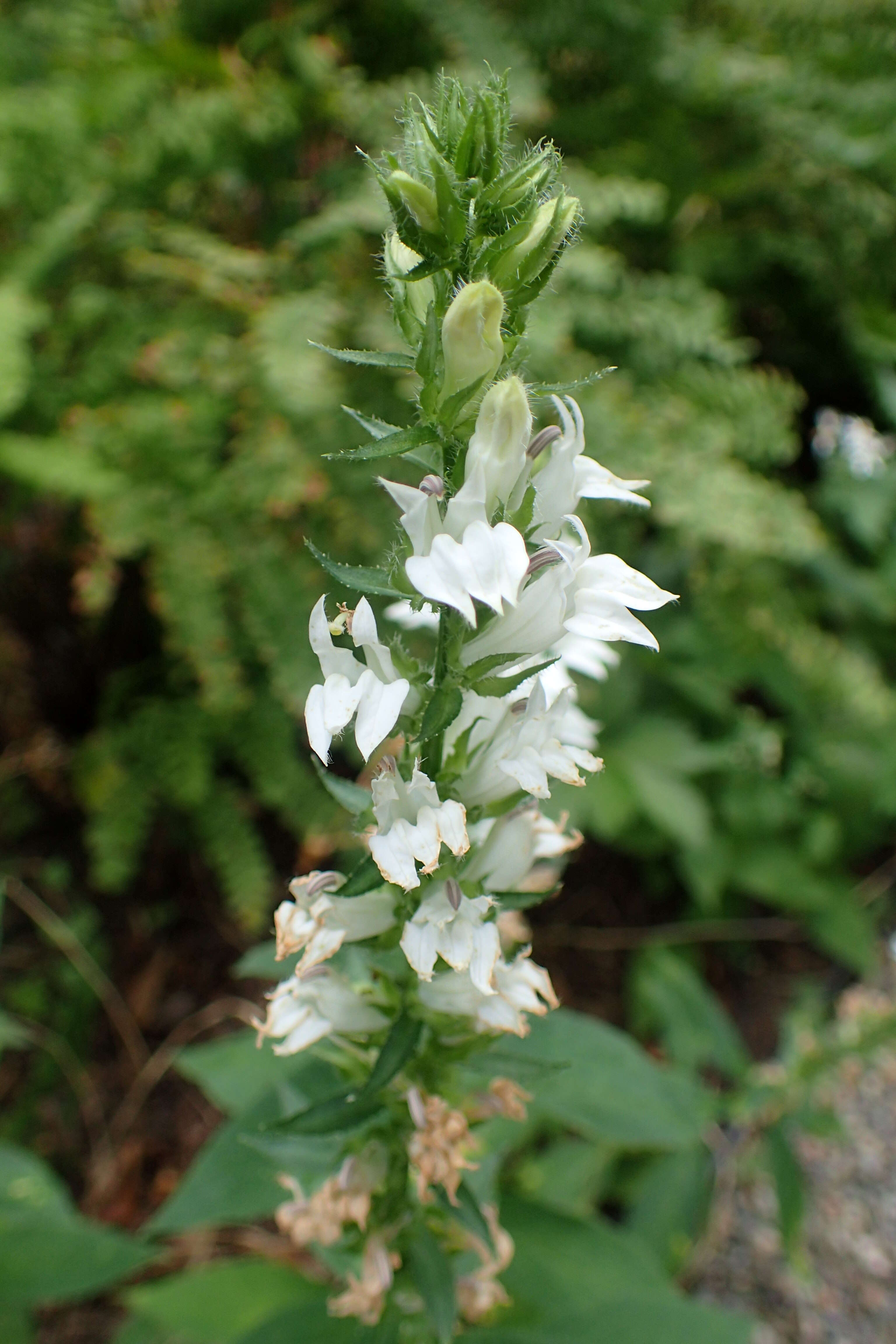 Слика од Lobelia siphilitica L.