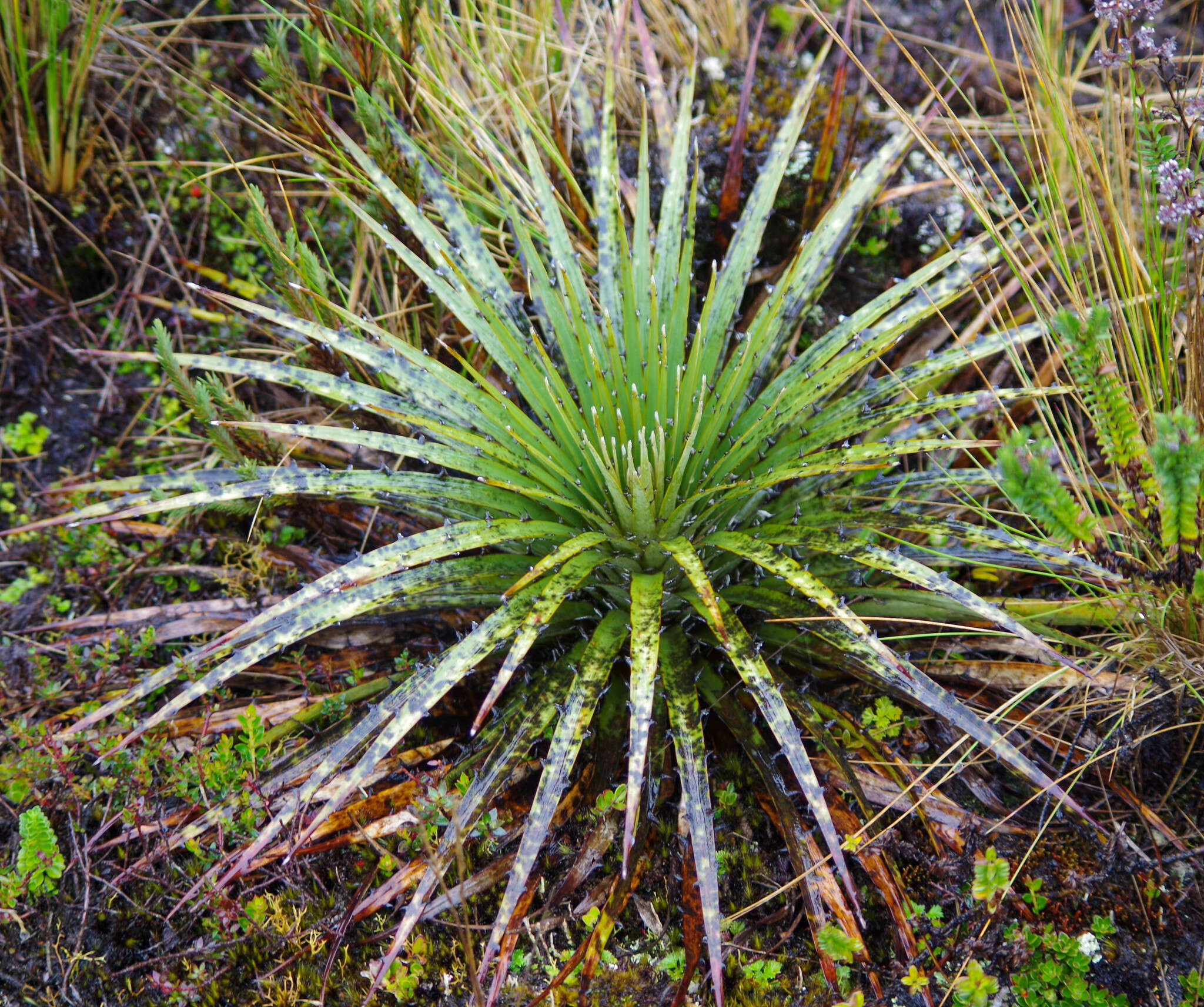 Image of Puya clava-herculis Mez & Sodiro