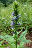 Слика од Lobelia siphilitica L.