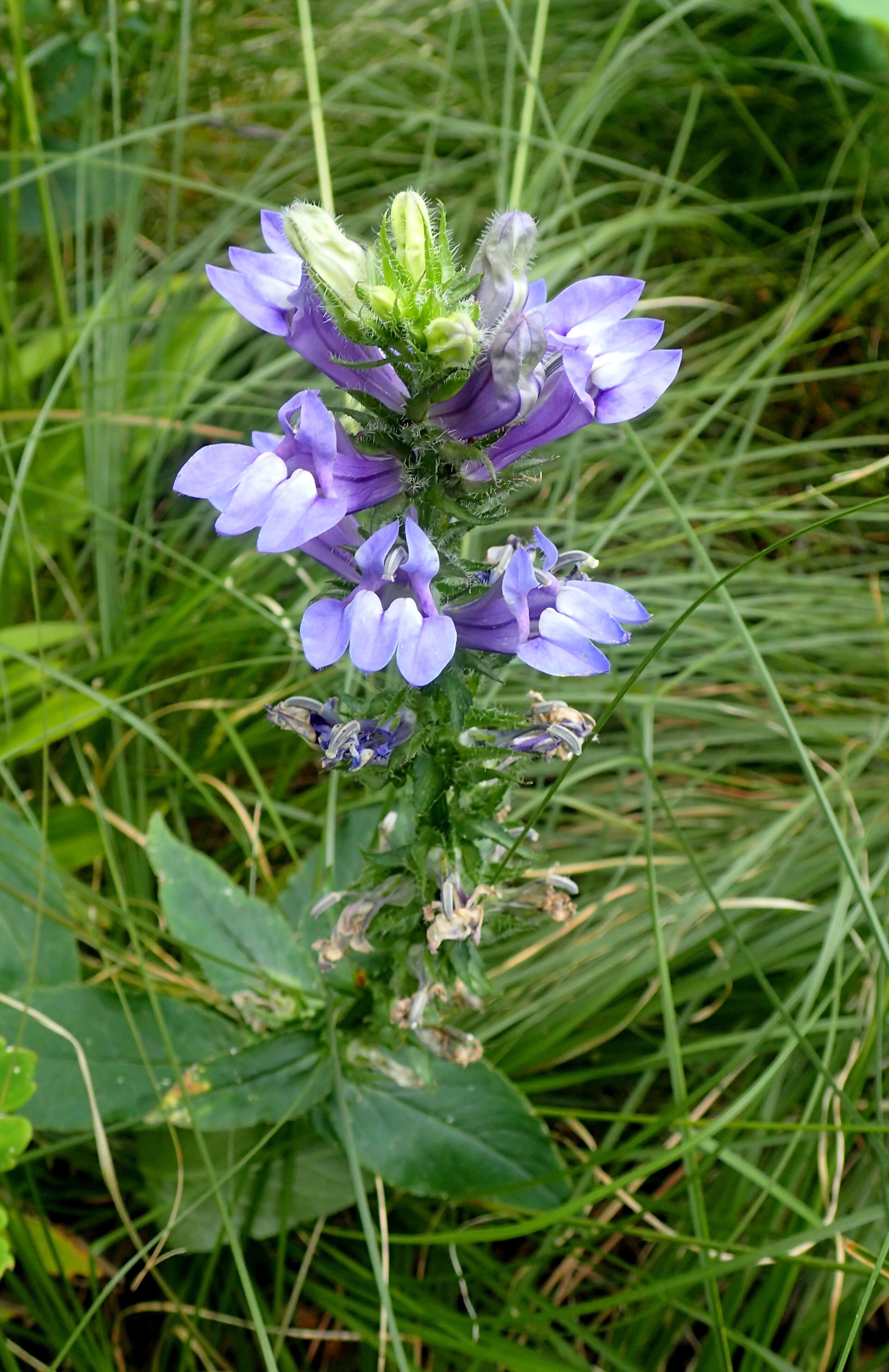 Слика од Lobelia siphilitica L.