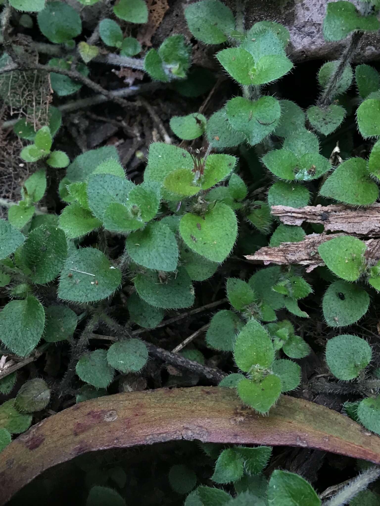 Imagem de Leptostigma breviflorum I. Thomps.