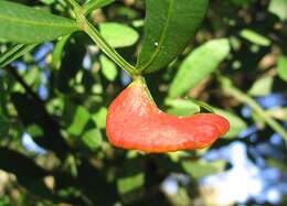 Image of Cyprus turpentine