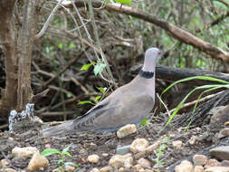 Image of African Mourning Dove