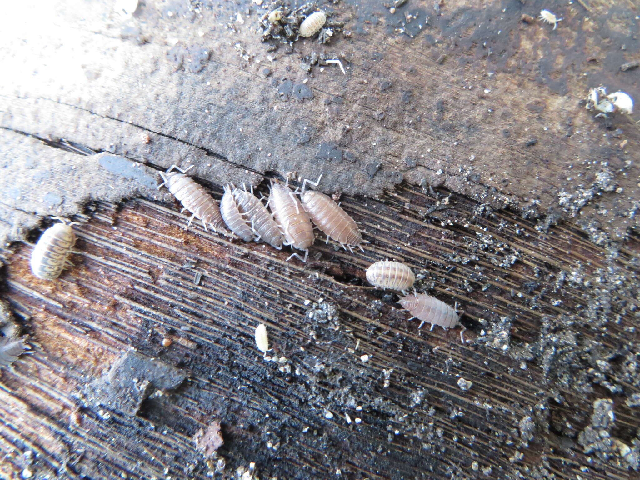 Image of Isopod