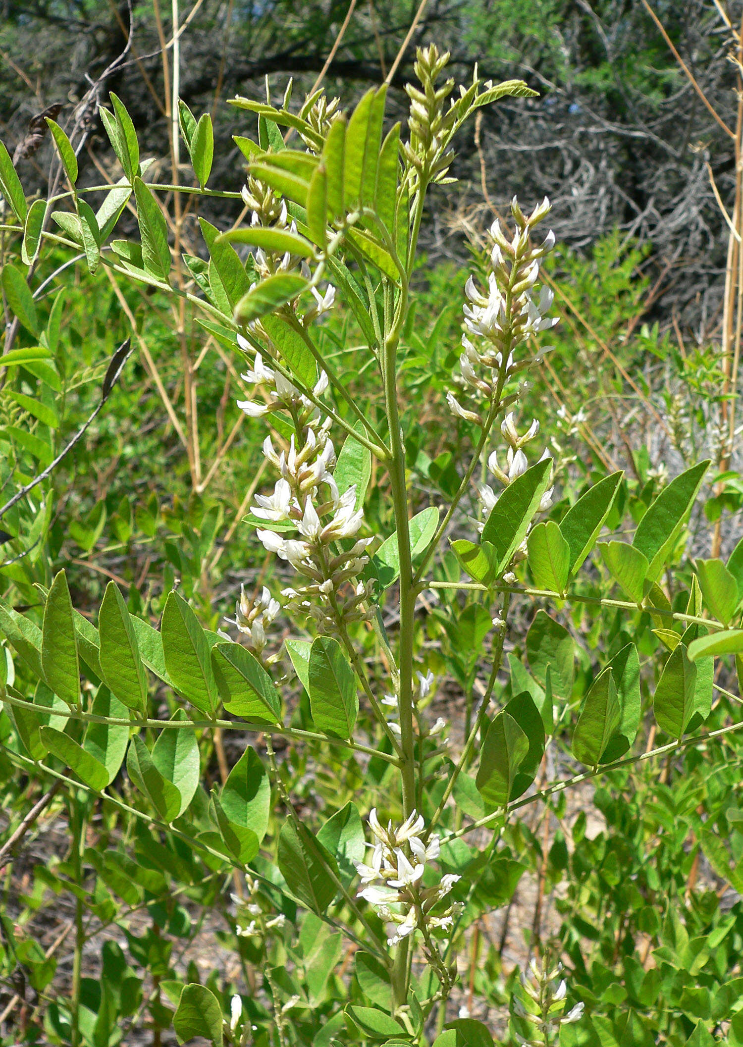 Image of American licorice