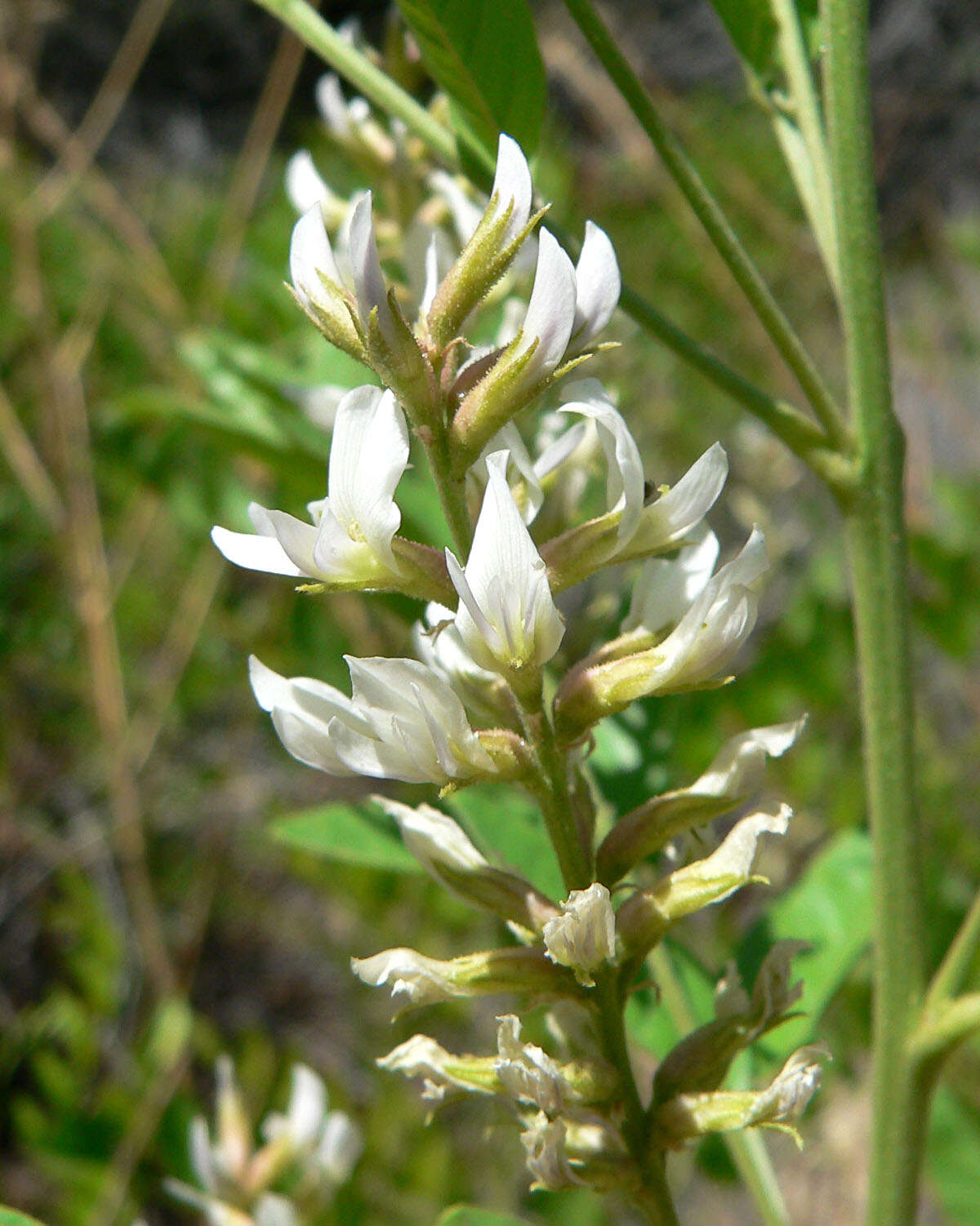 Image of American licorice