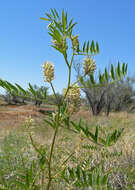 Image of American licorice