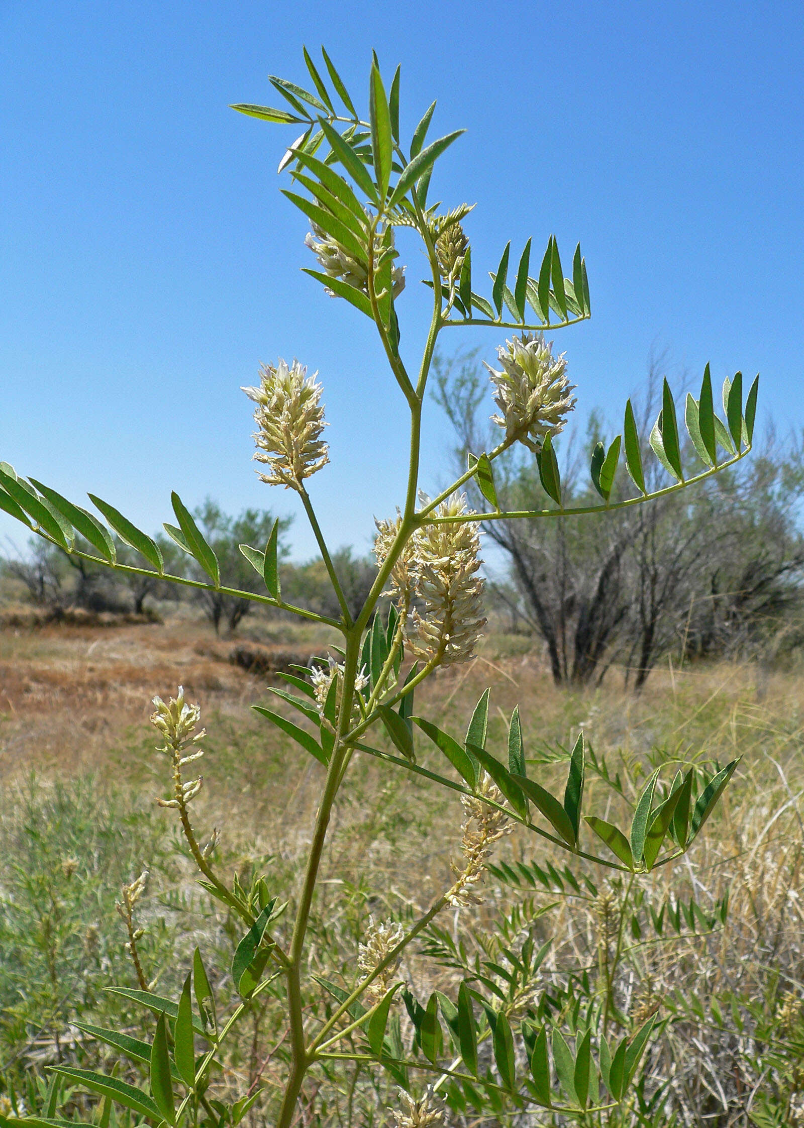 Image of American licorice