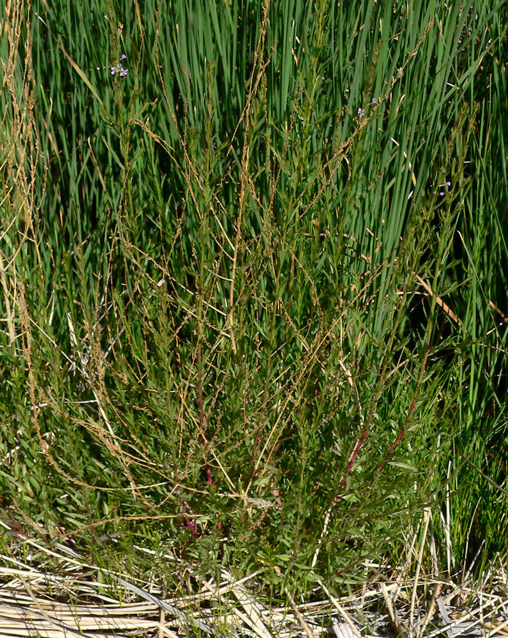 Plancia ëd Lythrum californicum Torr. & Gray