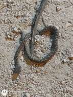 Image of Slender Hognose Viper