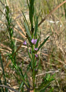 Plancia ëd Lythrum californicum Torr. & Gray