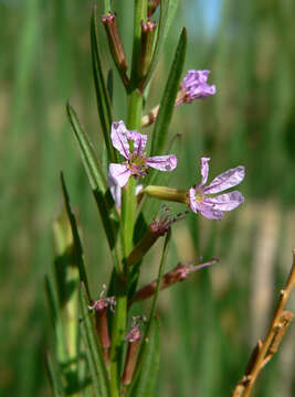 Plancia ëd Lythrum californicum Torr. & Gray