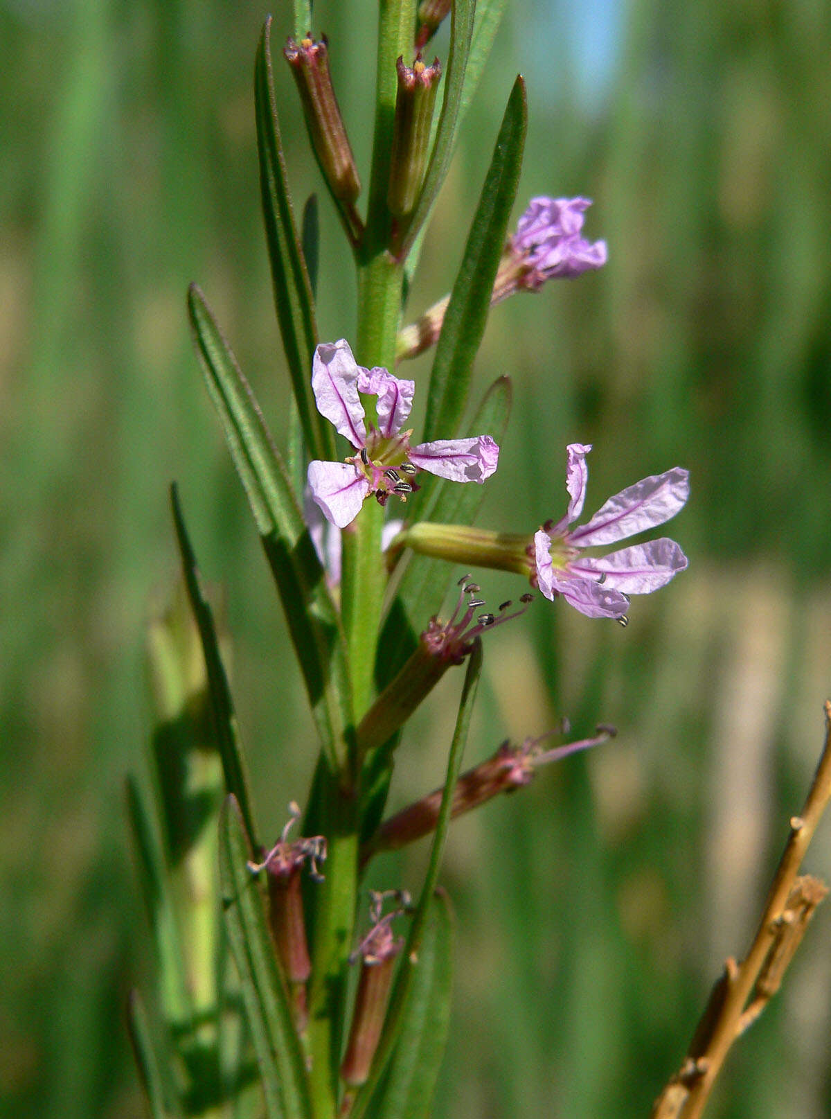 Plancia ëd Lythrum californicum Torr. & Gray